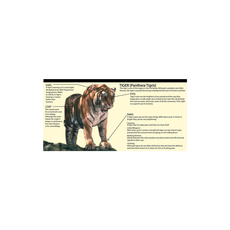 Tiger Sign Wallpaper